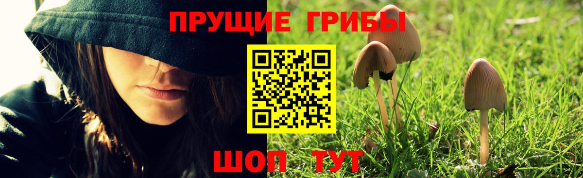 Галлюциногенные грибы Psilocybe Ленинск-Кузнецкий